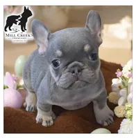 AKC Carlie lilac & tan, a female French Bulldog for sale in Taylorsville, NC – Photo 3 of 6