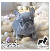 AKC Carlie lilac & tan, a female French Bulldog for sale in Taylorsville, NC – Photo 1 of 6