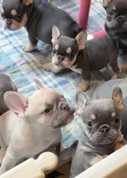AKC Carlie lilac & tan, a female French Bulldog for sale in Taylorsville, NC – Photo 4 of 6