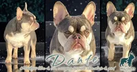 AKC Carlie lilac & tan, a female French Bulldog for sale in Taylorsville, NC – Photo 5 of 6