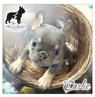 AKC Carlie lilac & tan, a female French Bulldog for sale in Taylorsville, NC – Photo 2 of 6