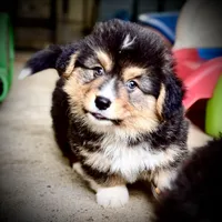 AKC Larry- fluffy RHT with natural tail, a male Pembroke Welsh Corgi for sale in Taylorsville, NC – 4 of 10