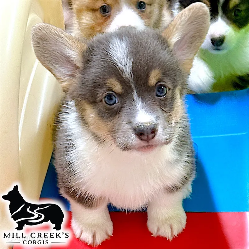 AKC Skyla – Pembroke Welsh Corgi puppy for sale in Taylorsville, NC