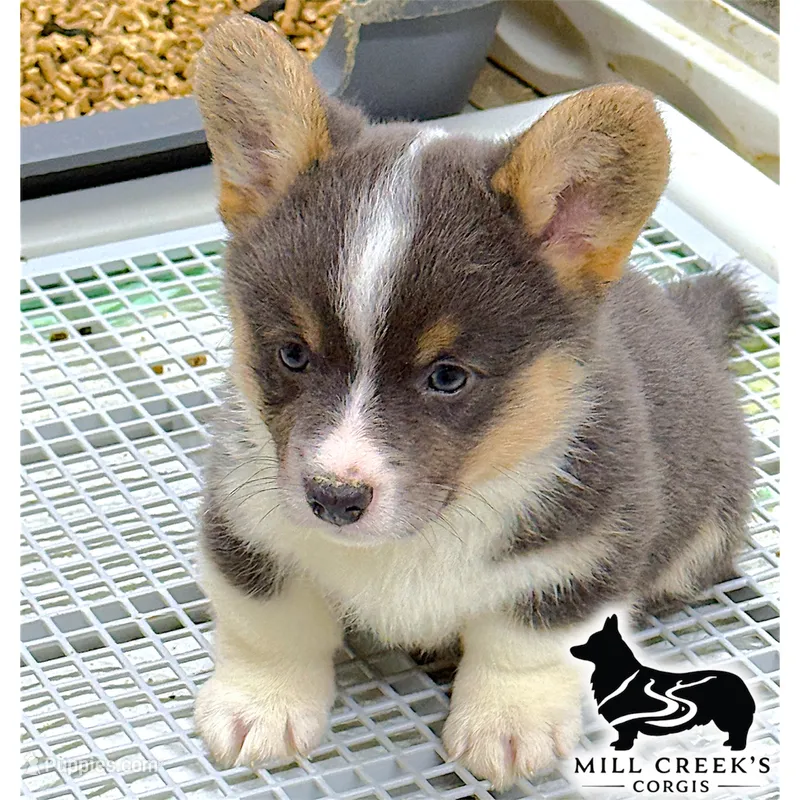AKC Tinsley, full tail – Pembroke Welsh Corgi puppy for sale in Taylorsville, NC