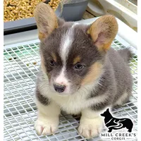 AKC Tinsley, full tail, a female Pembroke Welsh Corgi for sale in Taylorsville, NC – 1 of 6