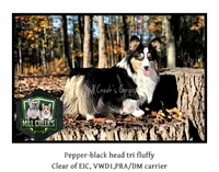 Magnum-fluffy BHT naturally tail, a male Pembroke Welsh Corgi for sale in Taylorsville, NC – 9 of 10