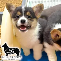 AKC Rollo, Full Tail, a male Pembroke Welsh Corgi for sale in Taylorsville, NC – 8 of 10
