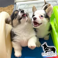 AKC Ruth, a male Pembroke Welsh Corgi for sale in Taylorsville, NC – 5 of 8