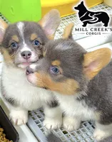 AKC Skyla, a female Pembroke Welsh Corgi for sale in Taylorsville, NC – 2 of 7