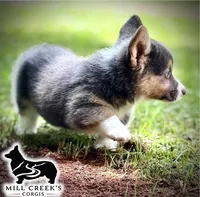 AKC Ralphie, a male Pembroke Welsh Corgi for sale in Taylorsville, NC – 8 of 10
