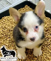AKC Ruth, a male Pembroke Welsh Corgi for sale in Taylorsville, NC – 3 of 8