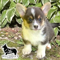 AKC Skyla, a female Pembroke Welsh Corgi for sale in Taylorsville, NC – 5 of 7