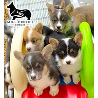 AKC Skyla, a female Pembroke Welsh Corgi for sale in Taylorsville, NC – 3 of 7