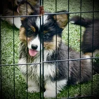 Zee-fluffy BHT girl, natural tail, a male Pembroke Welsh Corgi for sale in Taylorsville, NC – 8 of 9