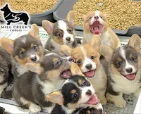 AKC Spice, Full Tail, a female Pembroke Welsh Corgi for sale in Taylorsville, NC – 3 of 10