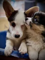 Zee-fluffy BHT girl, natural tail, a male Pembroke Welsh Corgi for sale in Taylorsville, NC – 5 of 9