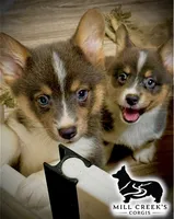 AKC Jasper, a male Pembroke Welsh Corgi for sale in Taylorsville, NC – 6 of 10