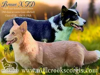 AKC Skyla, a female Pembroke Welsh Corgi for sale in Taylorsville, NC – 7 of 7
