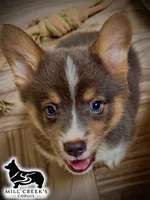 AKC Jasper, a male Pembroke Welsh Corgi for sale in Taylorsville, NC – 7 of 10