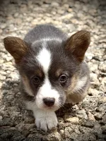 AKC Delilah, a female Pembroke Welsh Corgi for sale in Taylorsville, NC – 8 of 10