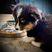 Magnum-fluffy BHT naturally tail, a male Pembroke Welsh Corgi for sale in Taylorsville, NC – 3 of 10