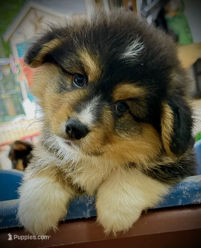 AKC Larry- fluffy RHT with natural tail – Pembroke Welsh Corgi puppy for sale in Taylorsville, NC
