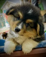 AKC Larry- fluffy RHT with natural tail, a male Pembroke Welsh Corgi for sale in Taylorsville, NC – 1 of 10