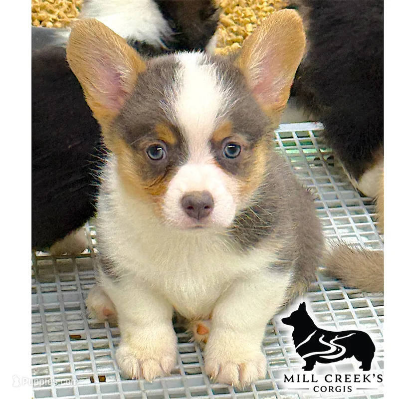 AKC Juniper Full Tail – Pembroke Welsh Corgi puppy for sale in Taylorsville, NC
