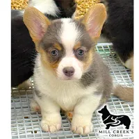 AKC Juniper Full Tail, a female Pembroke Welsh Corgi for sale in Taylorsville, NC – 1 of 7