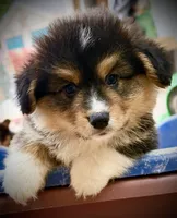 AKC Larry- fluffy RHT with natural tail, a male Pembroke Welsh Corgi for sale in Taylorsville, NC – 2 of 10