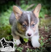 AKC Ralphie, a male Pembroke Welsh Corgi for sale in Taylorsville, NC – 3 of 10