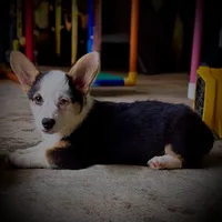AKC Ruth, a female Pembroke Welsh Corgi for sale in Taylorsville, NC – 2 of 9