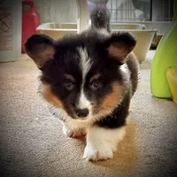 Magnum-fluffy BHT naturally tail, a male Pembroke Welsh Corgi for sale in Taylorsville, NC – 2 of 10