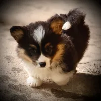 Zee-fluffy BHT girl, natural tail, a male Pembroke Welsh Corgi for sale in Taylorsville, NC – 2 of 9