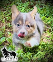 AKC Ralphie, a male Pembroke Welsh Corgi for sale in Taylorsville, NC – 7 of 10