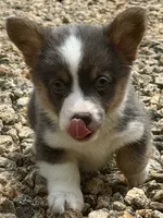 AKC Delilah, a female Pembroke Welsh Corgi for sale in Taylorsville, NC – 3 of 10