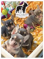 AKC Celine , a female French Bulldog for sale in Taylorsville, NC – Photo 6 of 7