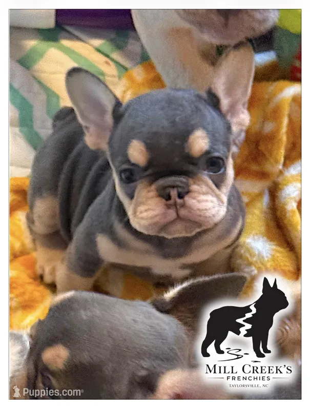 AKC Celine  – French Bulldog puppy for sale in Taylorsville, NC