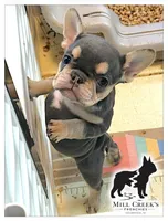 AKC Celine , a female French Bulldog for sale in Taylorsville, NC – Photo 2 of 7