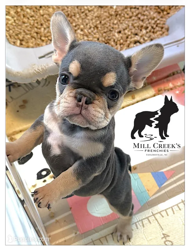 AKC Celine  – French Bulldog puppy for sale in Taylorsville, NC