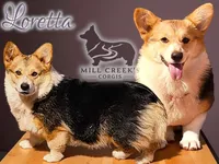 AKC Rollo, Full Tail, a male Pembroke Welsh Corgi for sale in Taylorsville, NC – 10 of 10