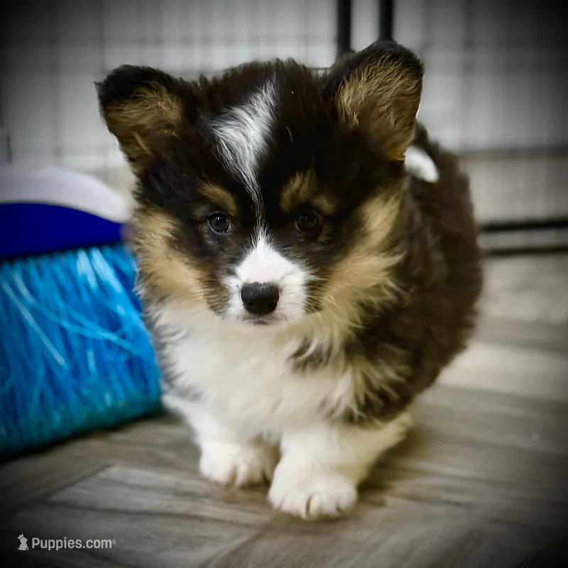 Zee-fluffy BHT girl, natural tail – Pembroke Welsh Corgi puppy for sale in Taylorsville, NC