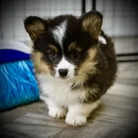 Zee-fluffy BHT girl, natural tail, a male Pembroke Welsh Corgi for sale in Taylorsville, NC – 1 of 9