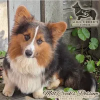 AKC Larry- fluffy RHT with natural tail, a male Pembroke Welsh Corgi for sale in Taylorsville, NC – 9 of 10