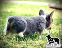 AKC Ralphie, a male Pembroke Welsh Corgi for sale in Taylorsville, NC – 5 of 10