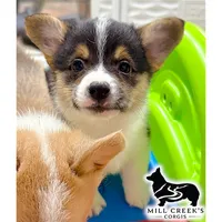 AKC Rollo, Full Tail, a male Pembroke Welsh Corgi for sale in Taylorsville, NC – 5 of 10