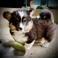 Magnum-fluffy BHT naturally tail, a male Pembroke Welsh Corgi for sale in Taylorsville, NC – 5 of 10