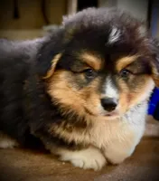 AKC Larry- fluffy RHT with natural tail, a male Pembroke Welsh Corgi for sale in Taylorsville, NC – 10 of 10