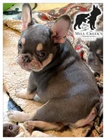 AKC Corine, a female French Bulldog for sale in Taylorsville, NC – Photo 6 of 9