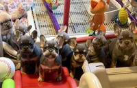 AKC Corine, a female French Bulldog for sale in Taylorsville, NC – Photo 5 of 5